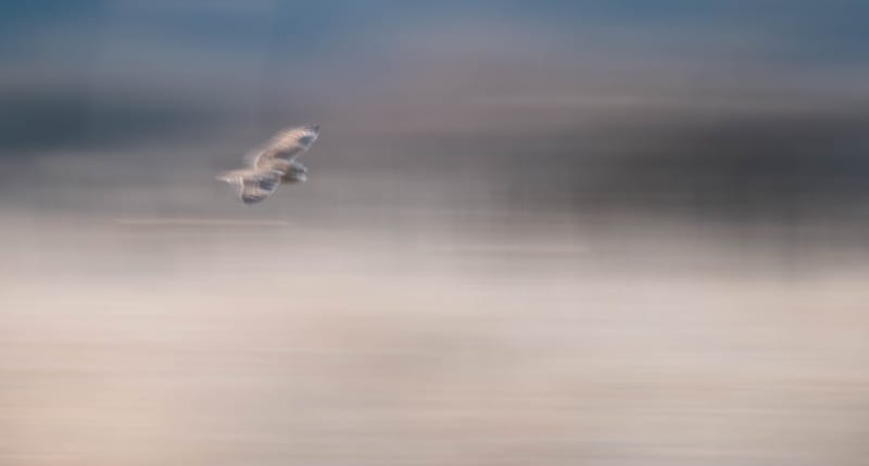 blurred motion of a flying owl