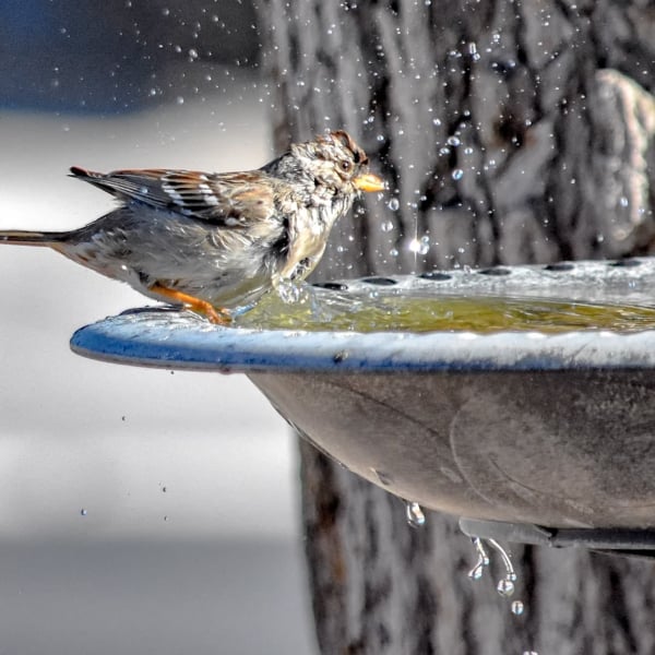 movement photo of a bird splashing in water 