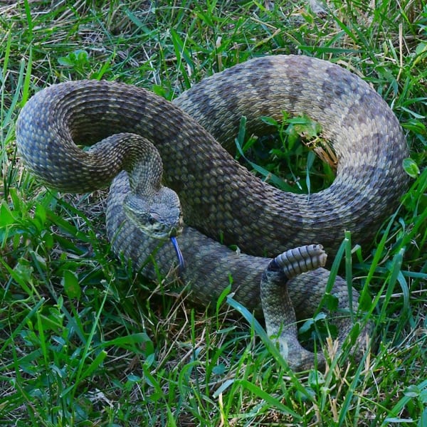 rattlesnake coiled and ready to strike