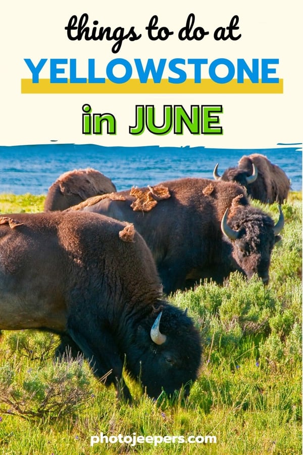 things to do at Yellowstone in June