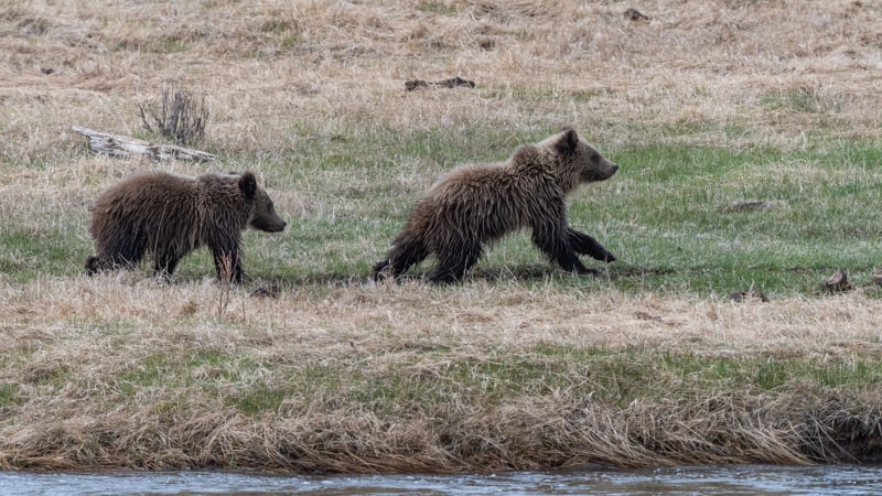 two grizzly bear cubs running