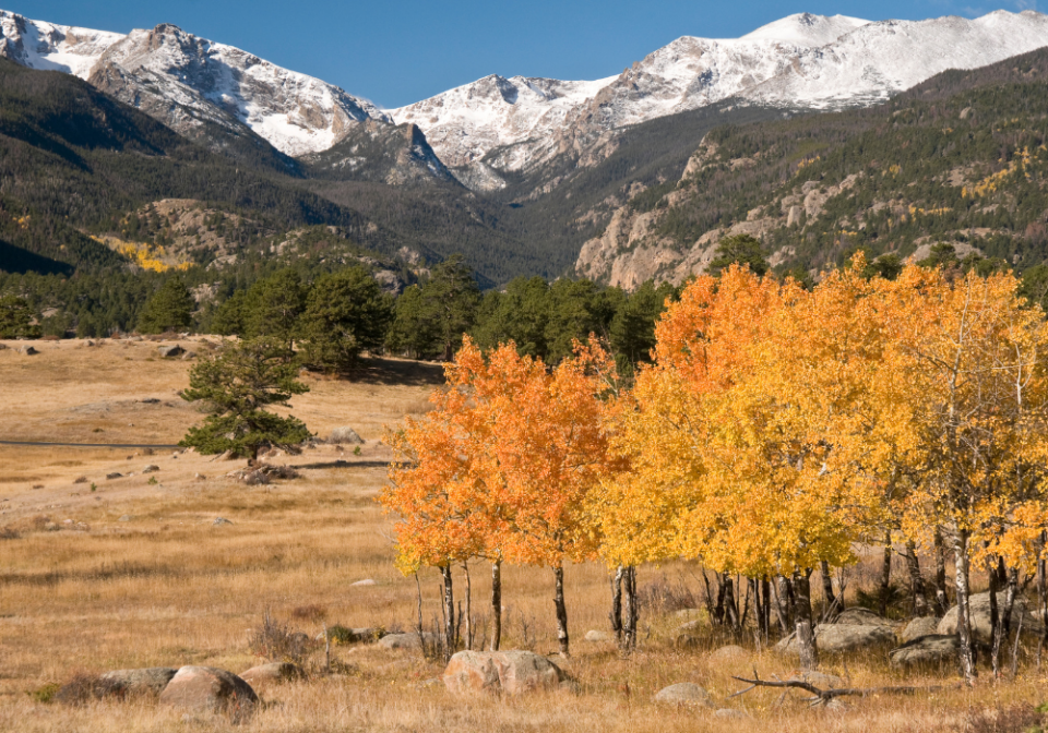 fall foliate at Rocky Mountain National Park
