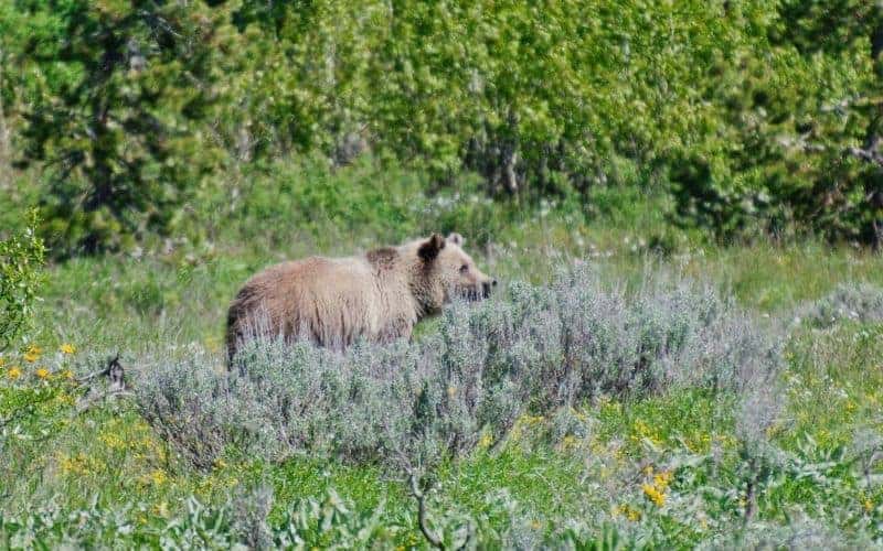 grizzly-bear-at-Grand-Teton (1)