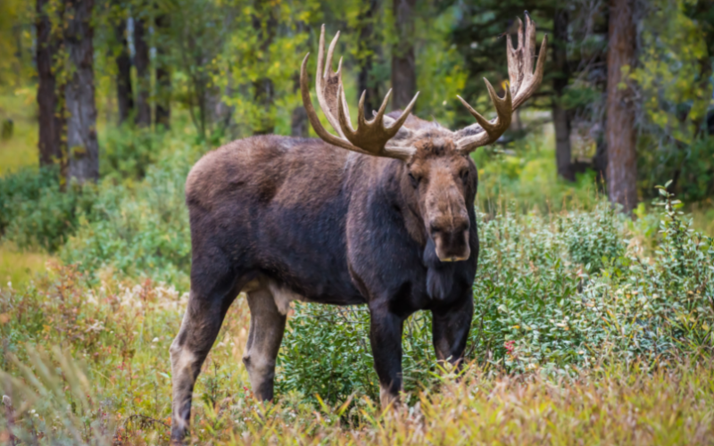 moose at grand teton national park