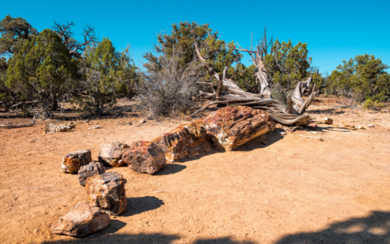 Things to Do at Escalante Petrified Forest State Park