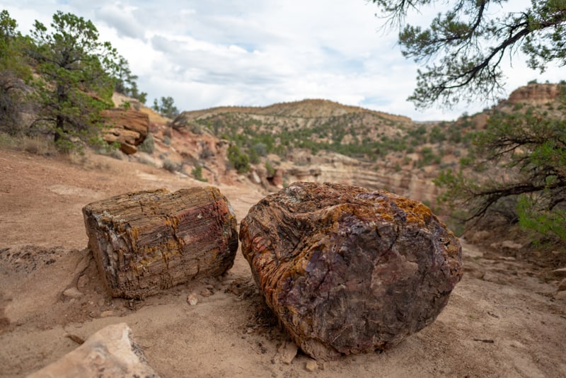 petrified wood at Escalante Petrified Forest State Park