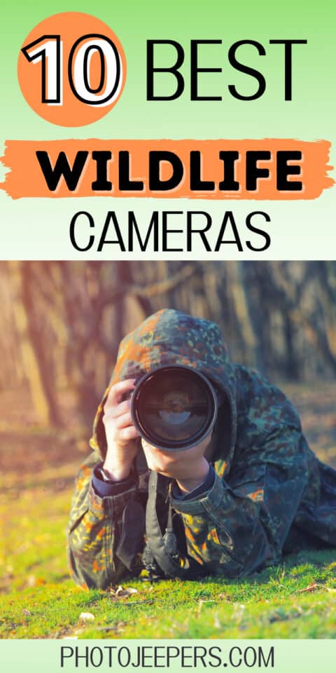 10 best wildlife cameras