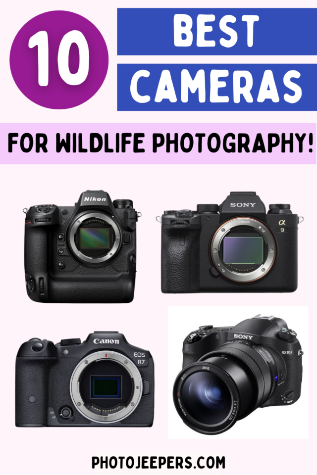 10 best cameras for wildlife photography