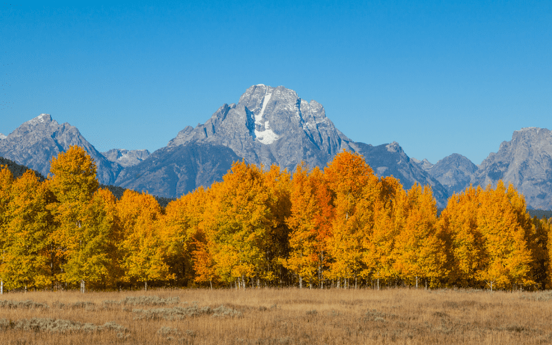 Teton mountains with trees in fall color