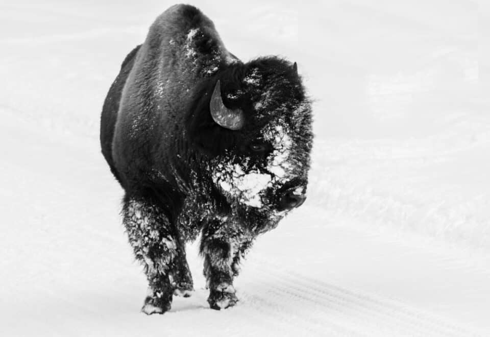 bison at yellowstone in the winter