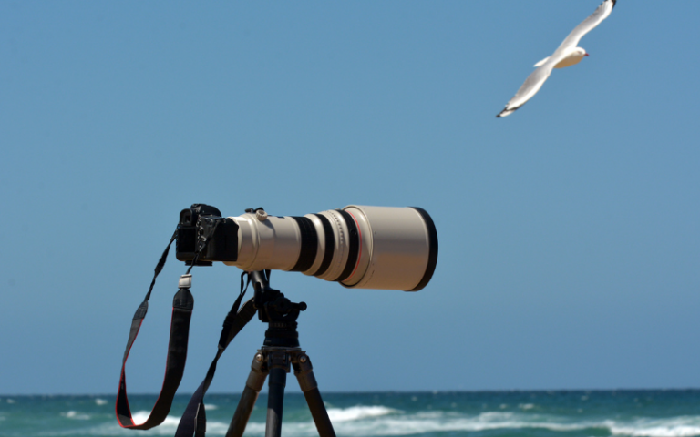 Best Tripods For Wildlife Photography