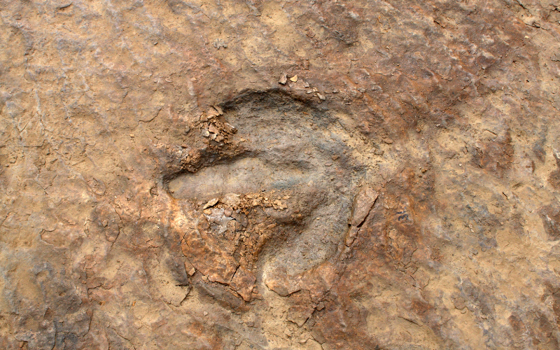 dinosaur track in Moab