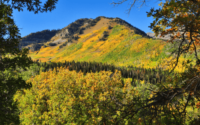 fall colors along the Apline Loop in Utah