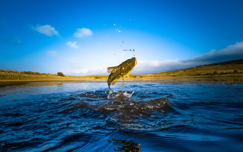 fish jumping out of a lake