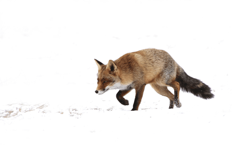 fox hunting in the snow