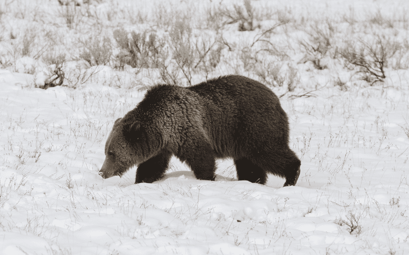 grizzly bear in the snow