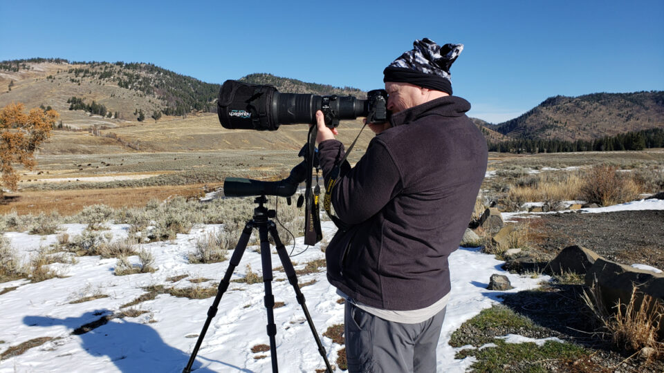 photographing wildlife in Yellowstone