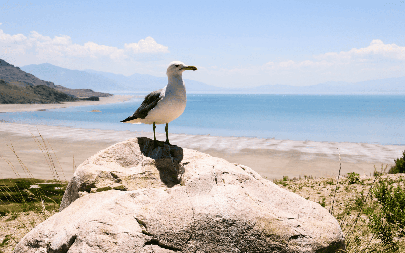 seagull at great salt lake state park