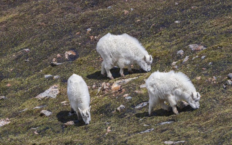 three mountain goats along beartooth highway near yellowstone