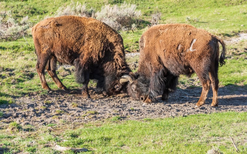 two bison lock horns during the bison rut at yellowstone