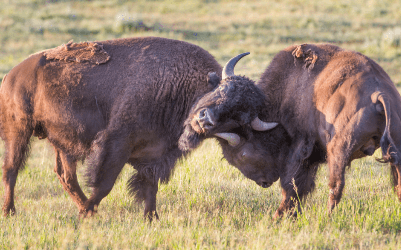 two bison locking horns
