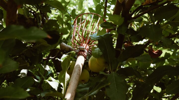 Image for Lonely Dell Orchard: How To Pick Fruit At Lees Ferry In Glen Canyon