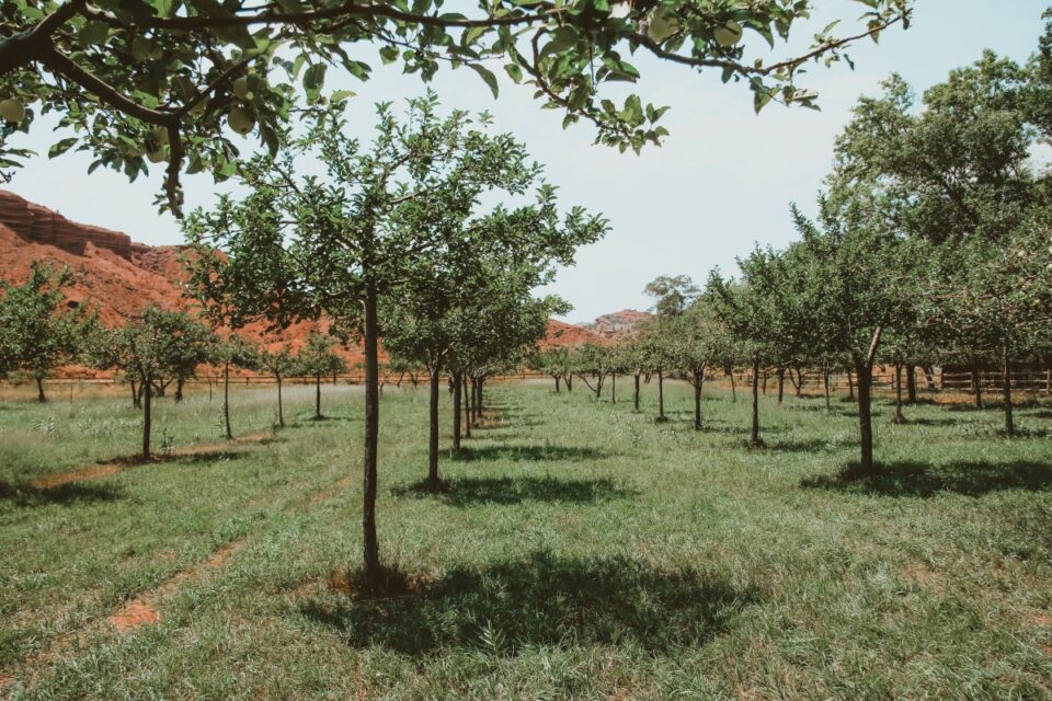 Capitol Reef orchards