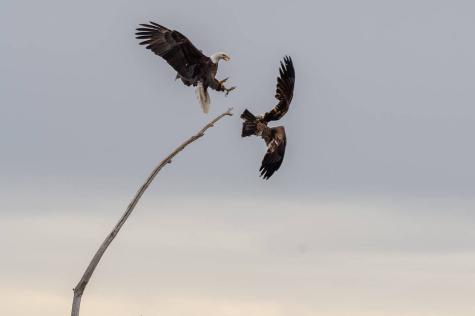two eagles fighting