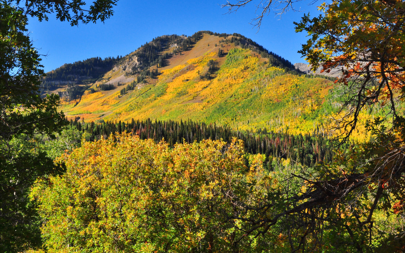 fall foliage in Utah