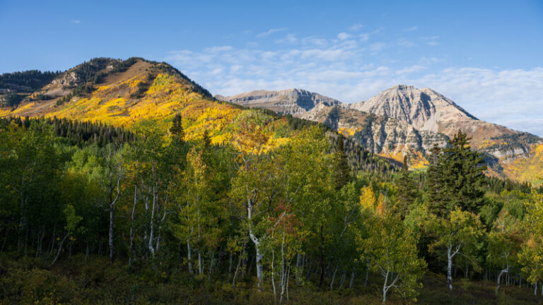 Fall foliage along Alpine Loop scenic drive in Utah