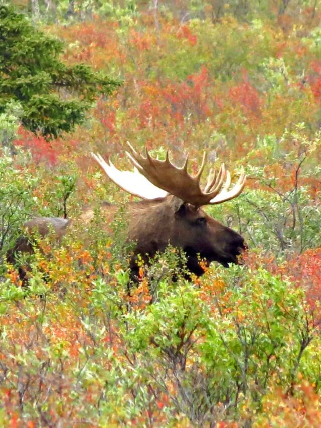 US National Parks to Visit in the Fall