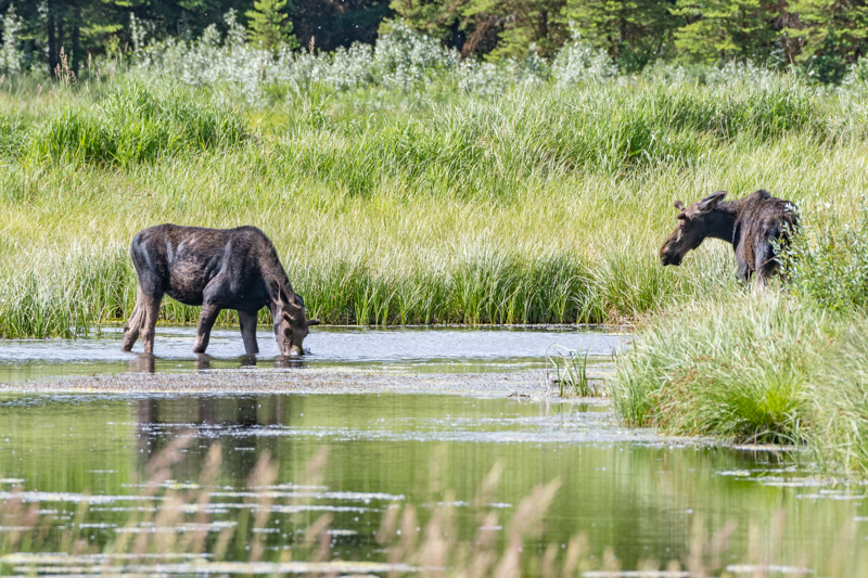 two moose at Moose Pond in Grand Teton National Park