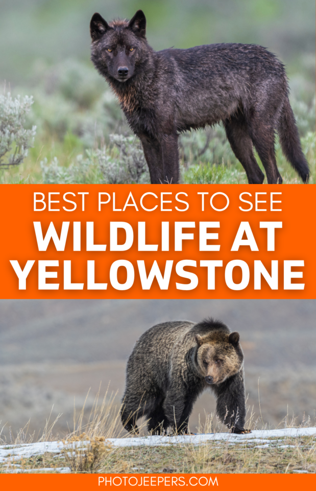 Best places to see wildlife at Yellowstone