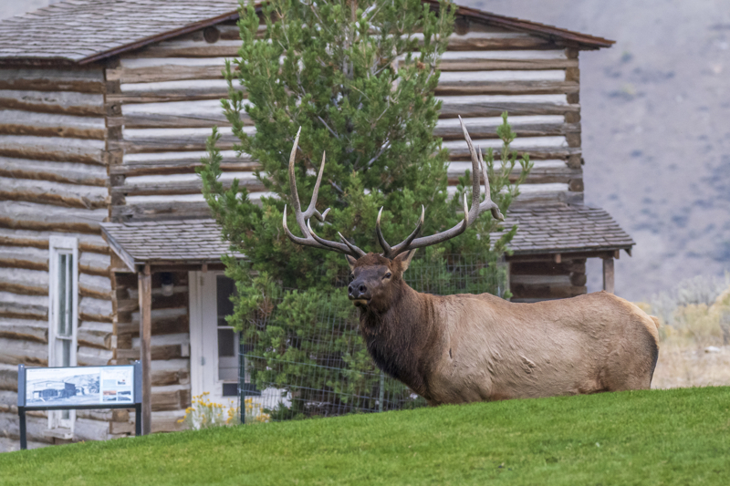 Bull elk in Mammoth Yellowstone