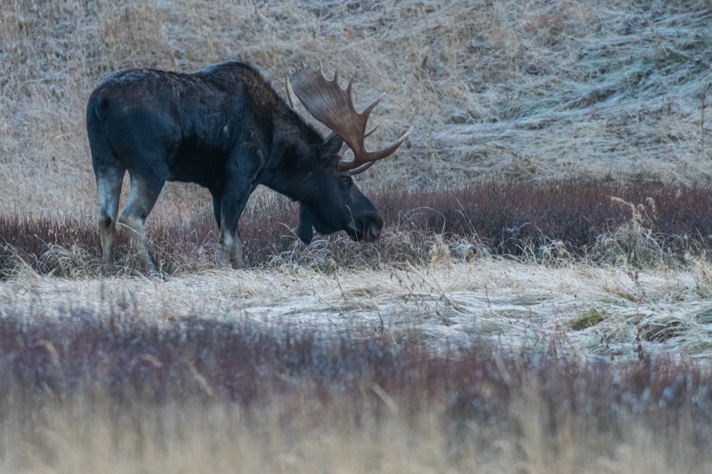 Bull moose at Yellowstone in the fall 
