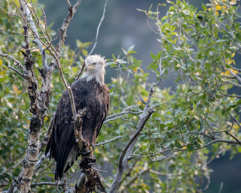 bald eagle in Gardiner Montana