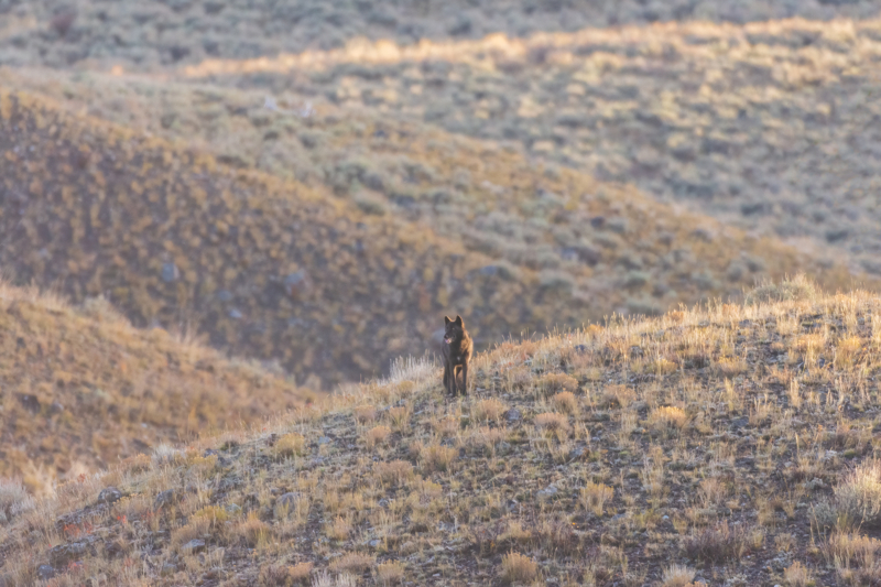 black wolf at Yellowstone in Lamar Valley