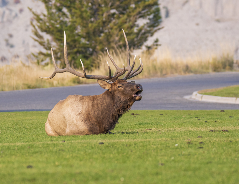 bull elk in Mammoth Hot Springs