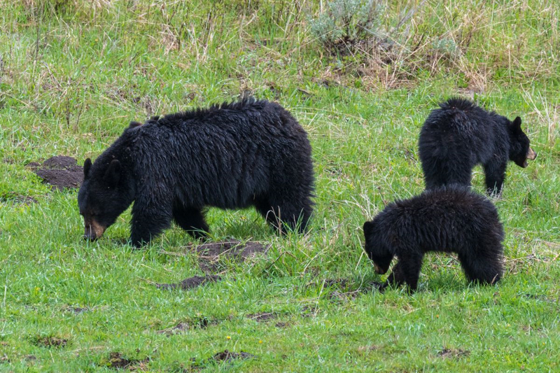 mom and two cubs at Yellowstone in the spring