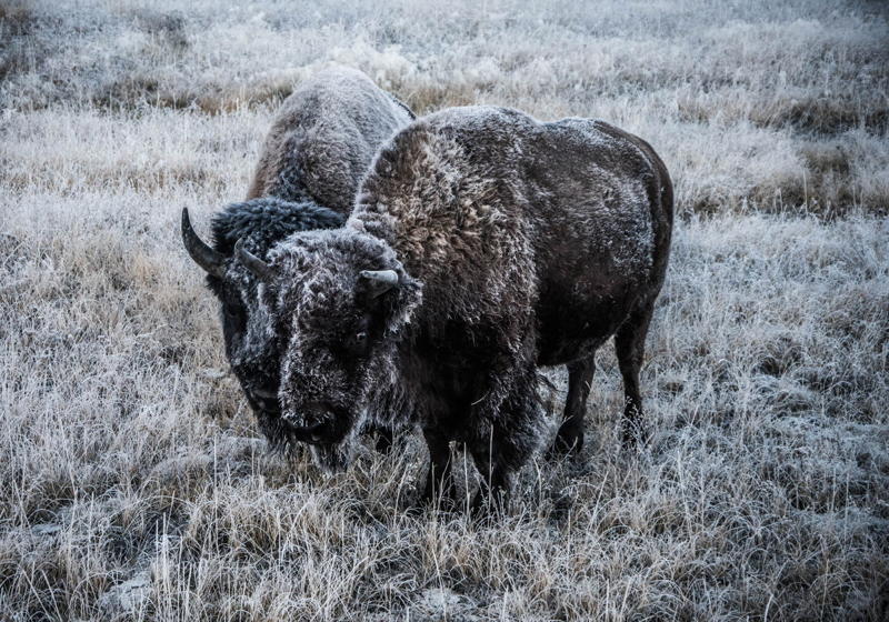 two bison with frost at Yellowstone