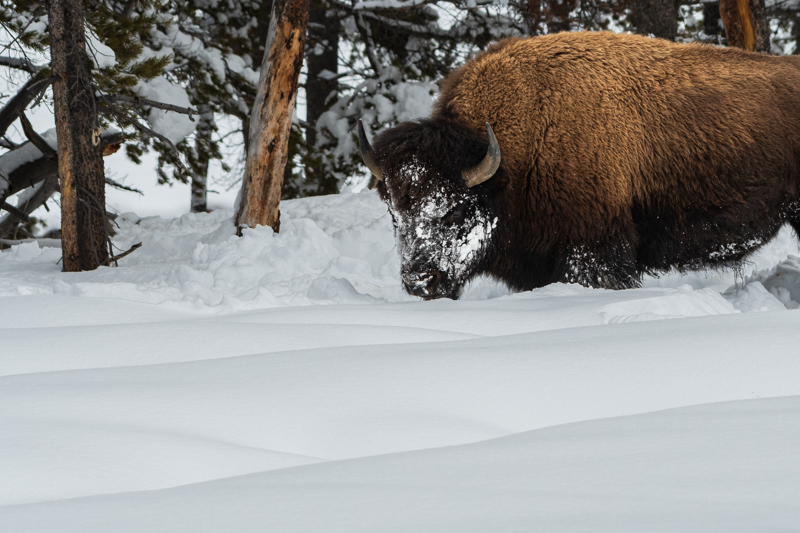 Bison head digging in the snow at Yellowstone