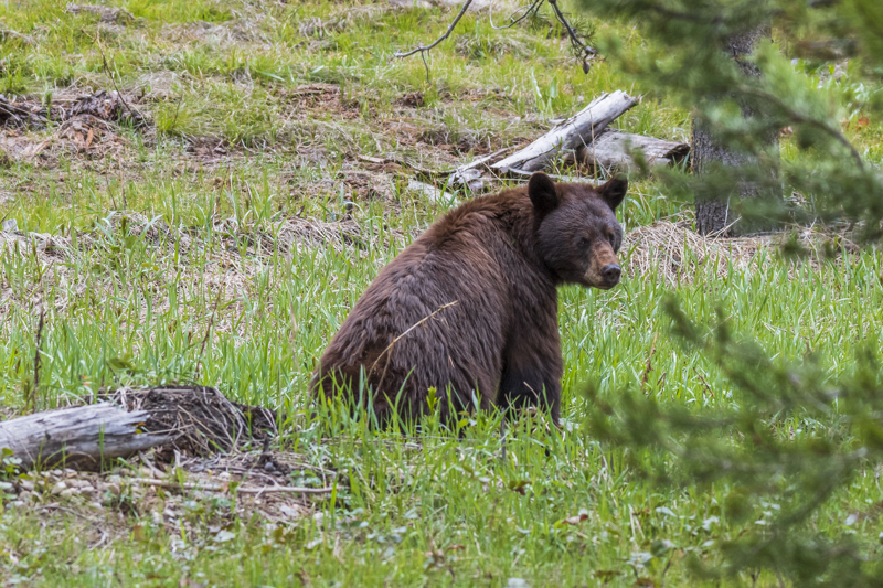 Black bear at Grand Teton