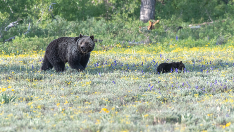 Grizzly with cub at Grand Teton
