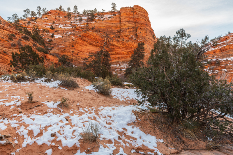 Zion NP red landscape with snow