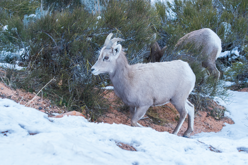 big horn sheep in the winter at Zion