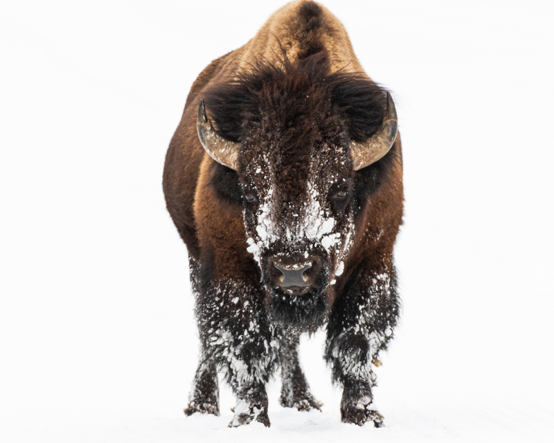 bison in the winter at Yellowstone
