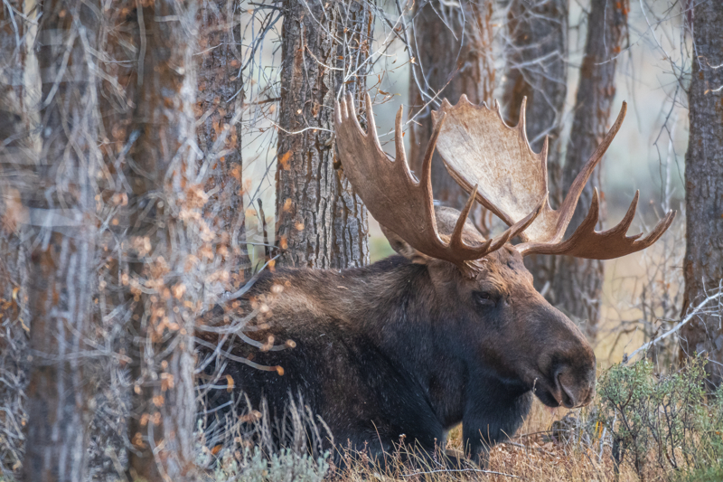 bull moose at Grand Teton National Park