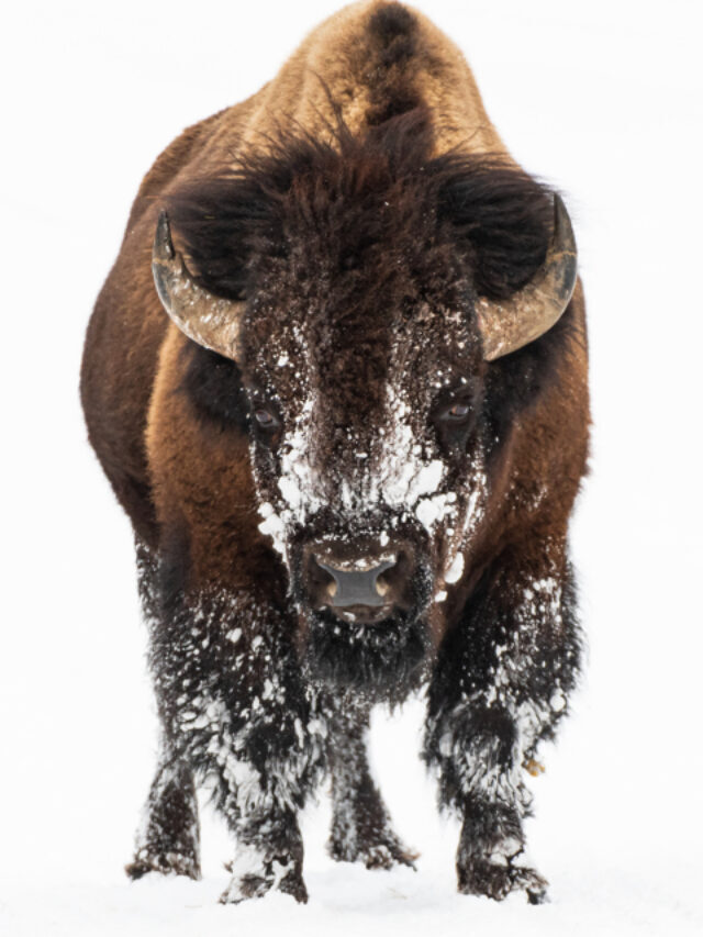 Visiting Yellowstone in January Story