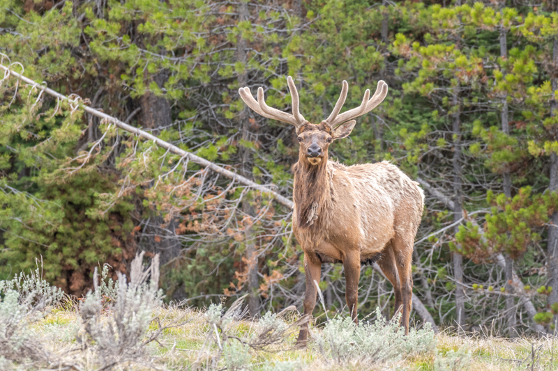 Elk at Grand Teton