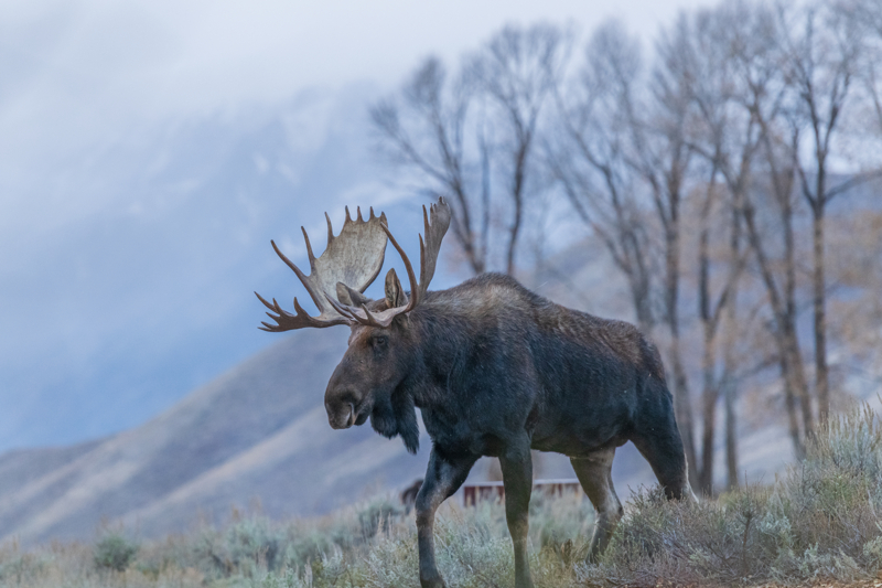 moose at Grand Teton